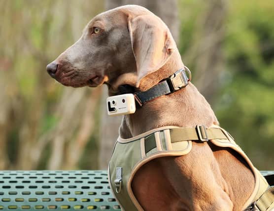 The Rola Petracker clamps on a collar and connect to their smartphone
