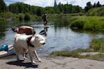Xavier Paz (left) and dogs Ruthie took on July 29, 2025 on the Dillon Falls Boat Ramp, while Joe Sortor and dogs Jack followed Jack on the Deschutes River in Deschutes County, Ore.